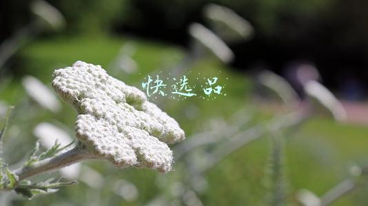 快选品