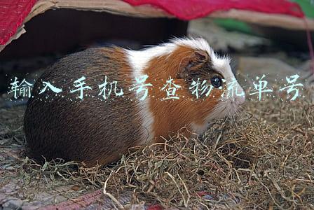 输入手机号查物流单号京东快递(如何快速查询京东快递物流正在派送中的单号)