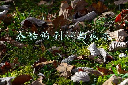 养猪的利润与成本