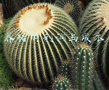 养猪的利润与成本和有什么风险(现在农村养猪还赚钱吗，需要投入哪些成本，有哪些风险？)