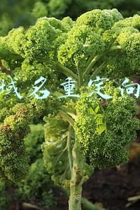 域名重定向是什么意思(通俗讲解「重定向」及其实践)