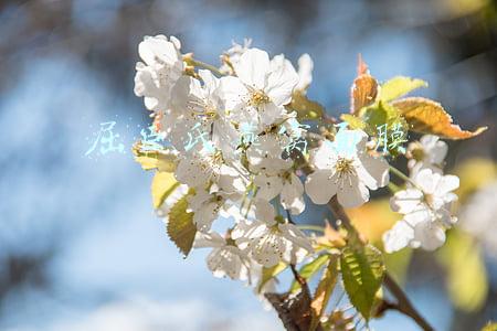 屈臣氏燕窝面膜事件(屈臣氏“1分钱抢面膜”翻车后续：有线下门店称事先不知情 内部提供话术应对消费者？)