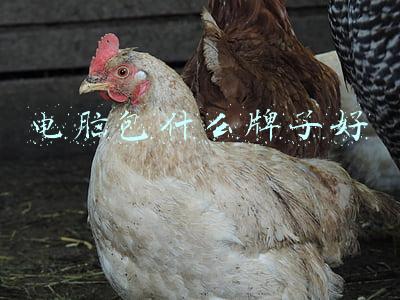 哪里买电脑包比较好(双十一买买买！你的电脑包选对了吗？)