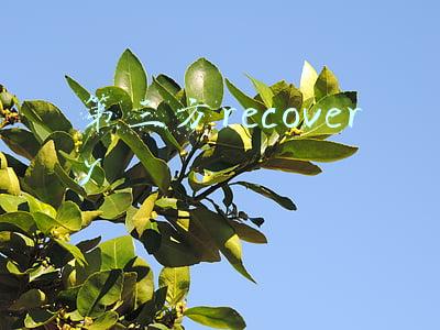 第三方recovery
