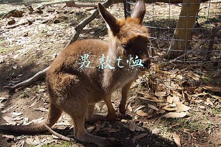 男款t恤