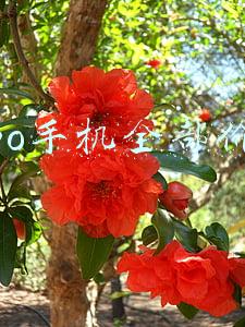 oppo手机全部价格官网(OPPO Find N，7699元起售)