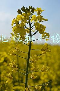 电视排行榜