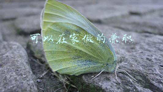 可以在家做的兼职