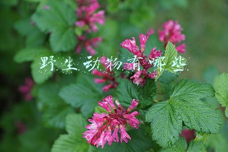 濒危野生动物有哪些(盘点世界10大濒临灭绝野生动物)