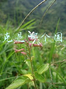 捷克是哪个国家