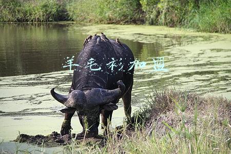 羊毛衫加盟 羊毛衫加盟零风险(「特写」恒源祥的后“羊羊羊”时代)