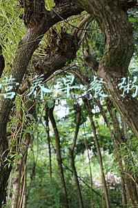 营养早餐粥