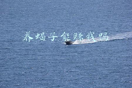 养蝎子能赚钱吗