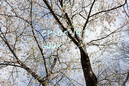 epson lq 1600k