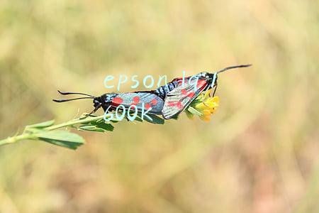 epson lq 1600k