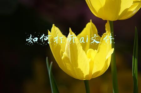 如何打开ai文件格式(win10电脑怎么打开ai文件)