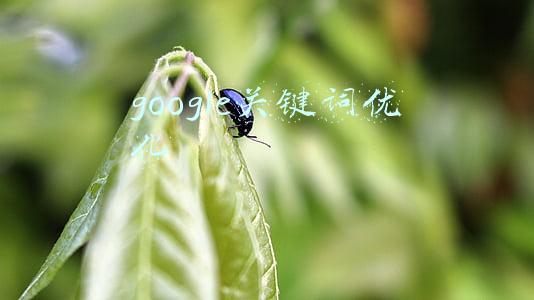 google关键词优化