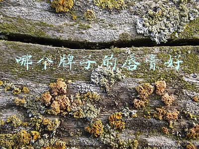 哪个牌子的唇膏好一点(20款润唇膏测评：欧舒丹、小甘菊、蜜丝婷保湿效果垫底)