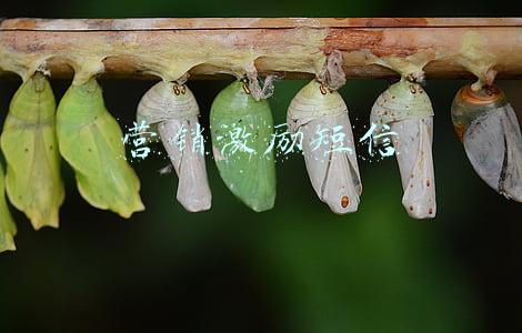 销售成交激励短信(销售技能提升“绝招”)