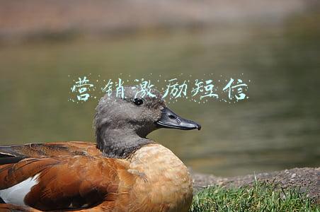 业务员开单激励短信(秒码云∣销冠开单秘诀之销售如何给客户发短信)