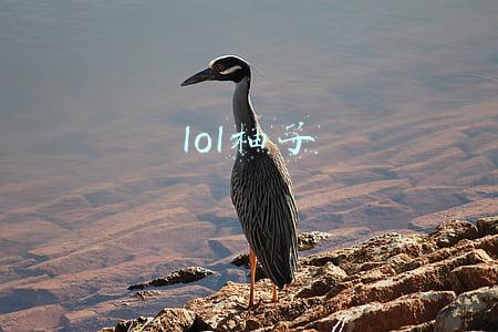 lol柚子