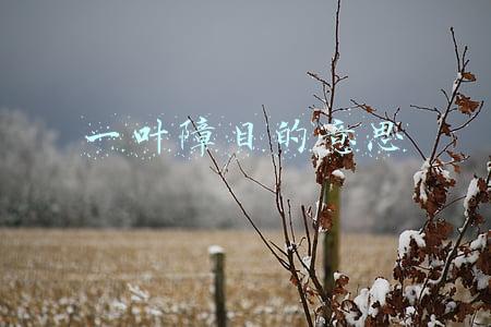 一叶障目的意思是故事(《一叶障目》)