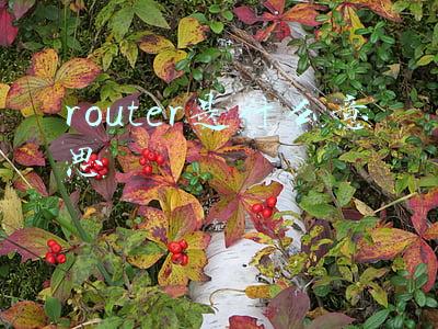 wifi router是什么意思(Wi-Fi 4/5/6/7都代表什么？一文读懂Wi-Fi进化史)