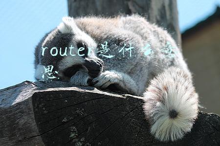 router是什么意思
