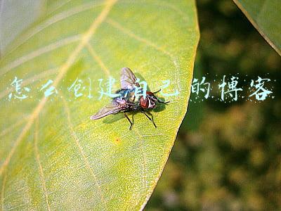 怎么创建自己的博客