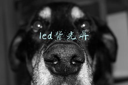 led背光屏是tn屏吗(硬件百科：Mini LED or Micro LED 新面板新知识)