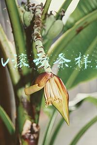 div滚动条样式