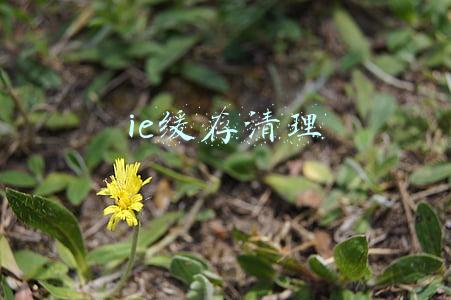 ie缓存清理