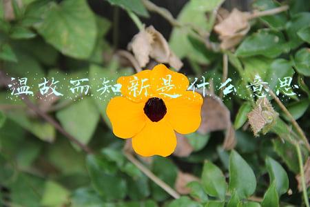 温故而知新是什么意思