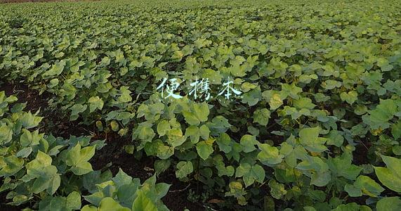 便携本和游戏本的区别(「游戏本和轻薄本」相同预算，大学生该买哪个？)