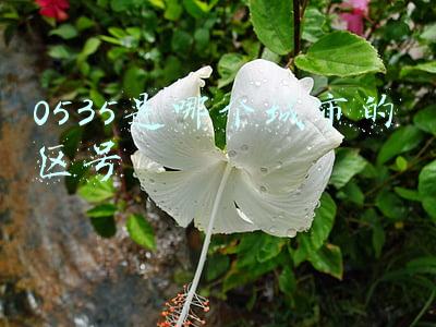0538是哪个城市的区号(山东省行政区划代码、电话区号、车牌号大全)