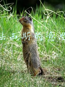 法西斯的意思