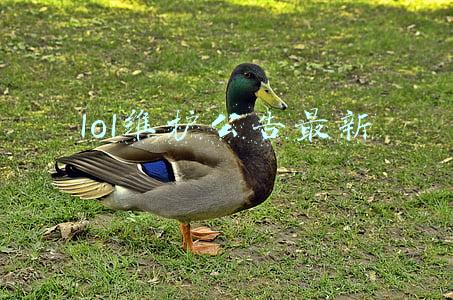 lol维护公告最新