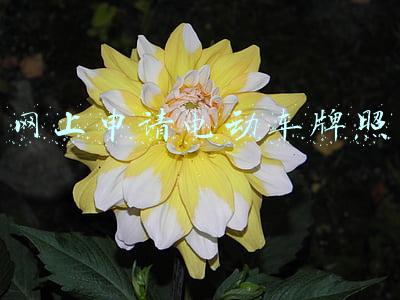 网上申请电动车牌照要钱吗(办理电动自行车注册登记看过来！提醒：车牌免费发放，两途径都可办)