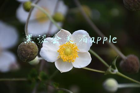 黑涩会美眉apple结婚了吗(黑涩会美眉Apple爆料当年事件不能说的往事，鬼鬼被队友陷害)