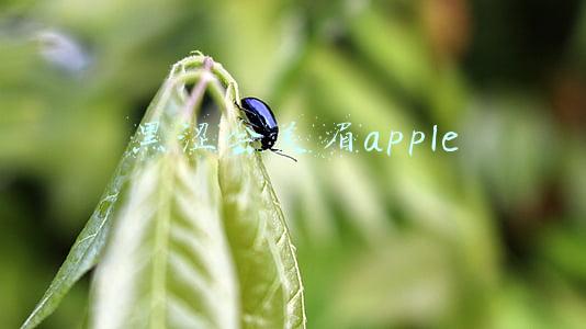 黑涩会美眉apple