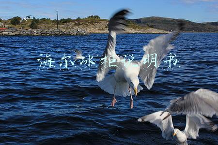 海尔冰柜说明书图片 触屏(金枪鱼如何正确冷冻？海尔-60℃深冷柜极致锁鲜)