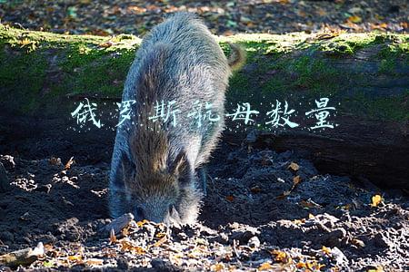 俄罗斯航母数量及名字(不会走就想跑：俄罗斯14亿美元造2艘准航母，完全可以请中国帮忙)