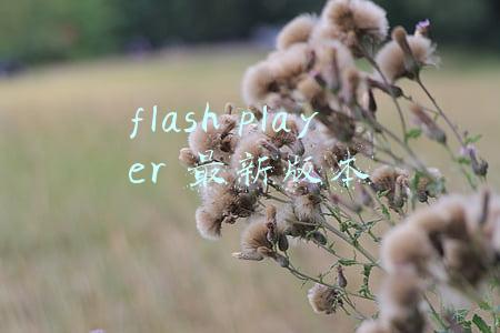 flashplayer最新版本下载安装(Adobe Flash Player v29.0.0.113发布)