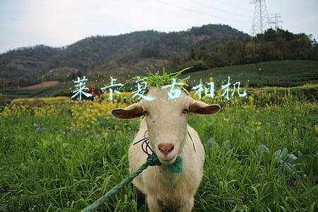 莱卡复古相机