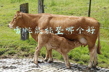 雷蛇鼠标垫哪个好