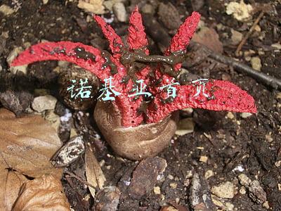 诺基亚有限公司(快讯！诺基亚违法解除员工劳动合同被判赔超70万)