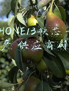 iphone11为什么缺货(创下苹果最长等待期，iPhone13系列缘何如此缺货？)