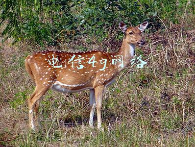 电信4g网络