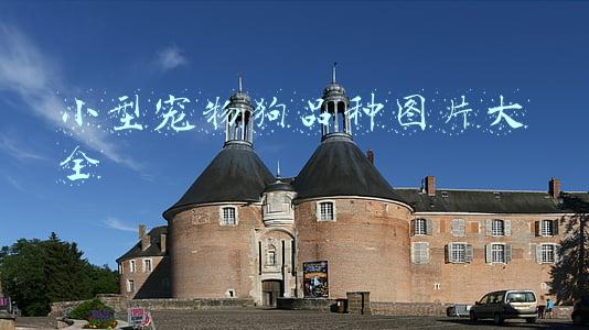 小型宠物狗品种图片大全及名字大全真图版(受欢迎的10种小型犬，寿命有多长，你都知道吗？)
