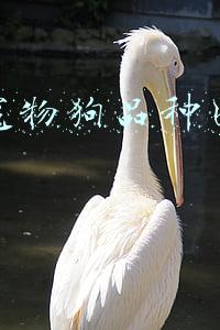 小型宠物狗品种大全(适合家养的小型犬有哪些？)
